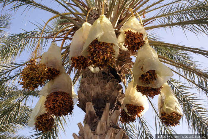 Урожай фиников Кебили, Тунис