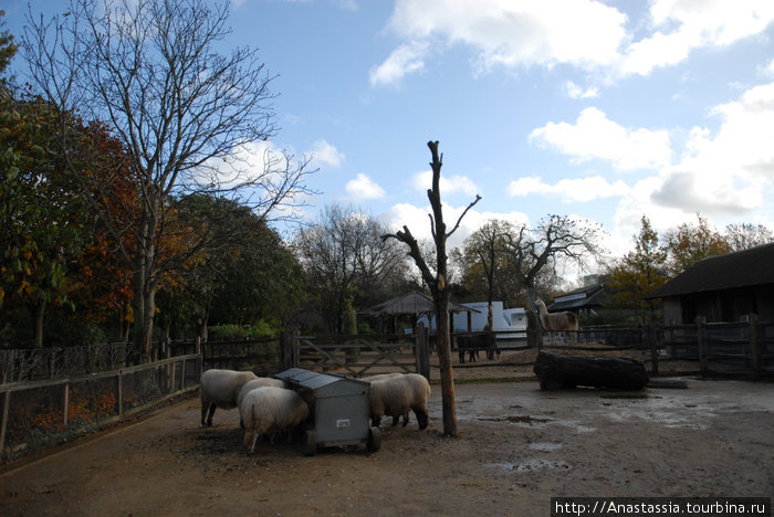 Зоопарк Лондон, Великобритания