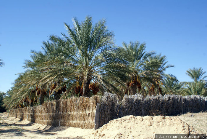 Сад с финиковыми пальмами за тростниковым забором Таузар, Тунис