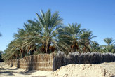 Сад с финиковыми пальмами за тростниковым забором
