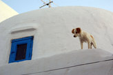 Собака на крыше дома