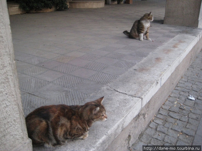 Кошки Стамбул, Турция