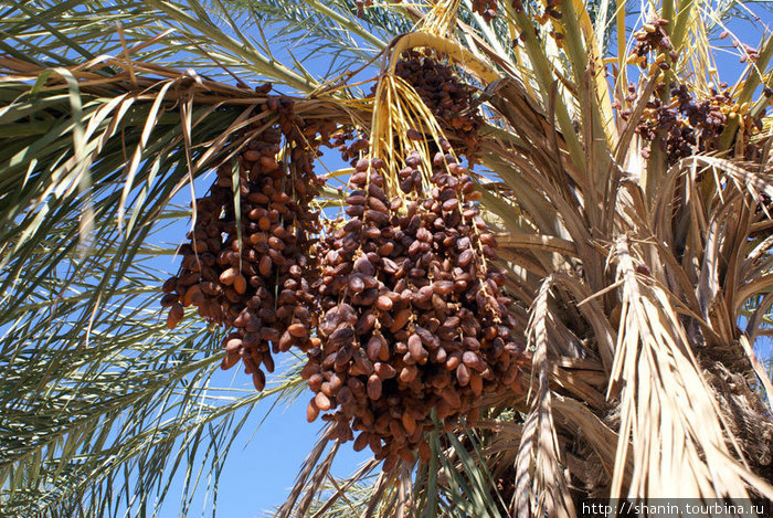 Урожай фиников — как раз в октябре! Вилайет Таузар, Тунис