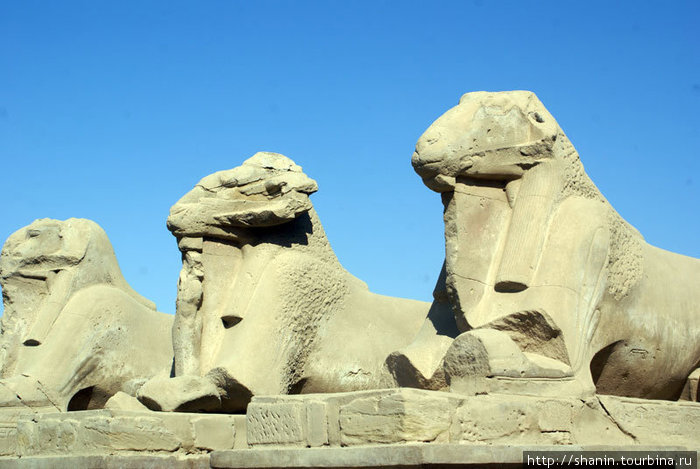 Священные бараны у входа в Карнакский храм Луксор, Египет