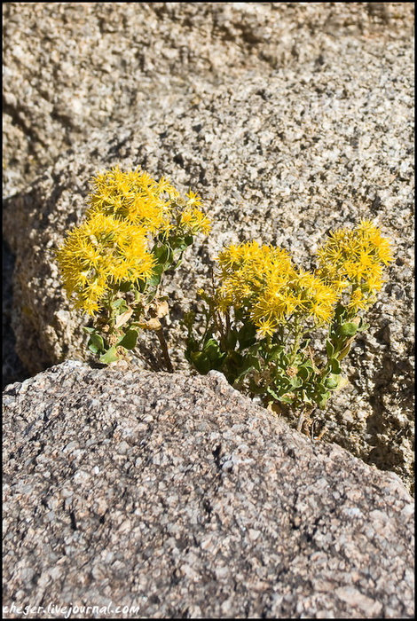 Немногочисленные цветы в камнях Национальный парк Джошуа-Три, CША