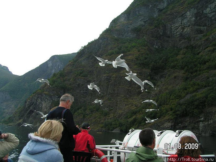 Как это там у Стивенсона? А рядом реют чайки с дорогой наравне... Западная Норвегия, Норвегия