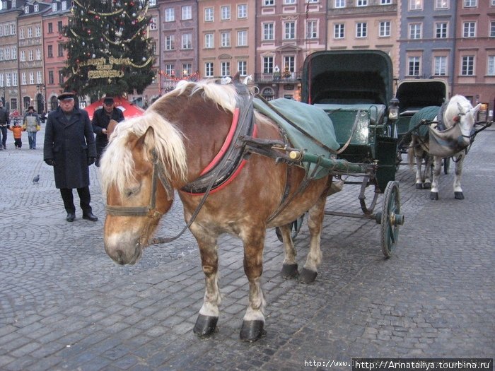 Здесь все пронизано рождественской и новогодней атмосферой. Даже лошадки, которые и летом катают всех желающих, выглядят как-то по-зимнему и по-новогоднему сказочно! :) Польша