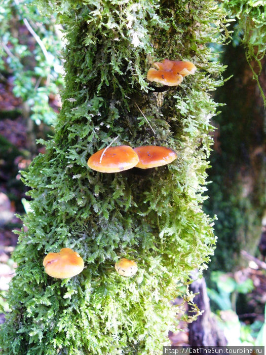 Древесные грибы в моховых зарослях Дагомыс, Россия