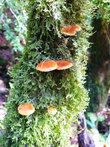 Древесные грибы в моховых зарослях