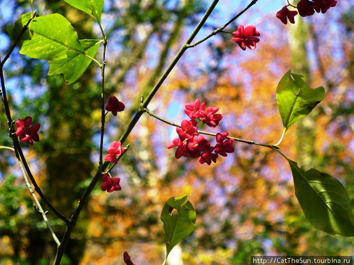 Клекачка в цвету Дагомыс, Россия