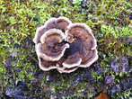 Древесный гриб