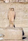 Птица — символ древнеегипетского бога Гора