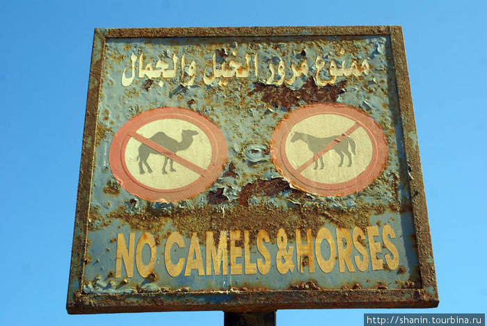 Вход верблюдам и лошадям на набережную запрещен Дахаб, Египет