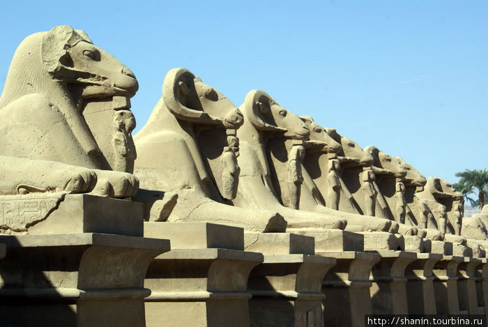 Священные бараны у входа в храм Луксор, Египет