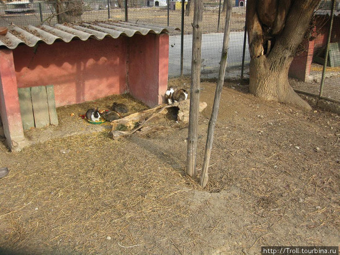 Судя по вольеру, кто-то крупный и любящий простор, а оказалось — кролики Скопье, Северная Македония