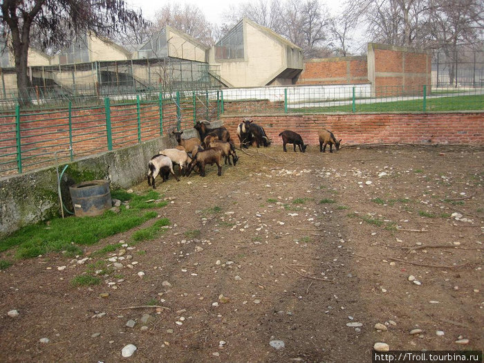 Эти козлы что-то задумали! Скопье, Северная Македония