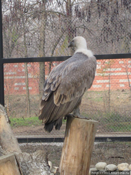 Зоопарк Скопье Скопье, Северная Македония