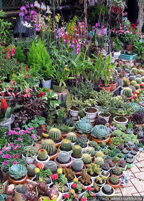 Рынок в Далате начинается с цветов.
Попробуйте найти продавца Рынок в Далате начинается с цветов.
Попробуйте найти продавца