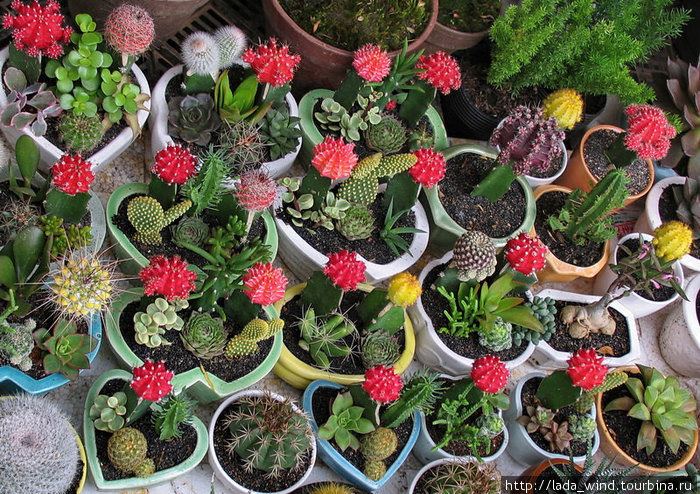 .. кактусы :)
И достаю из /широких штанин/ баулов кактусы, и говорю таким тягууучим голосом, с напором, как Маяковский:
От сЕрд-ца и пО-чек, да-рЮ Вам цве-тО-чек! .. кактусы :)
И достаю из /широких штанин/ баулов кактусы, и говорю таким тягууучим голосом, с напором, как Маяковский:
От сЕрд-ца и пО-чек, да-рЮ Вам цве-тО-чек!