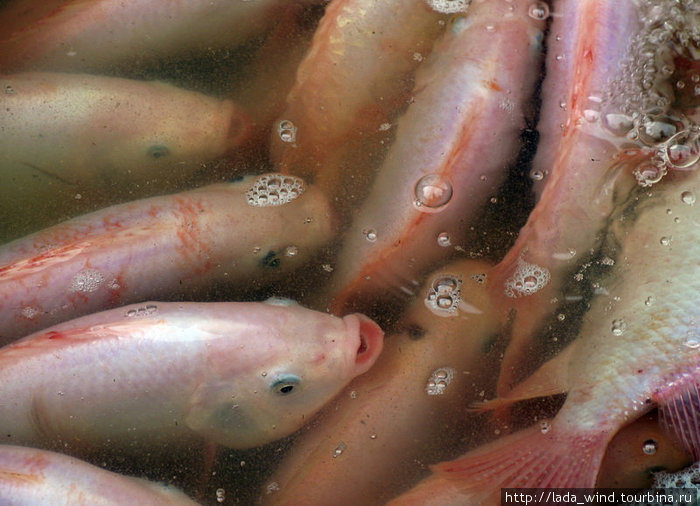 Ну а дальше пойдут страшилки.
Сразу говорю: вегетарианцам и чувствительным лучше не смотреть.
Рыба Ну а дальше пойдут страшилки.
Сразу говорю: вегетарианцам и чувствительным лучше не смотреть.
Рыба