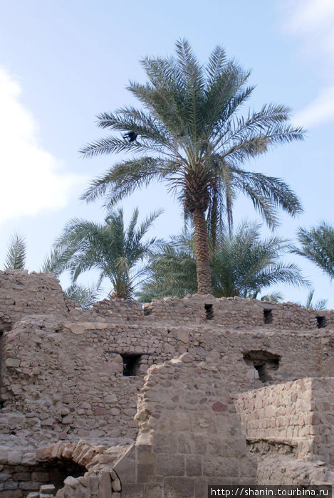 Пальма и стена форта Акаба, Иордания