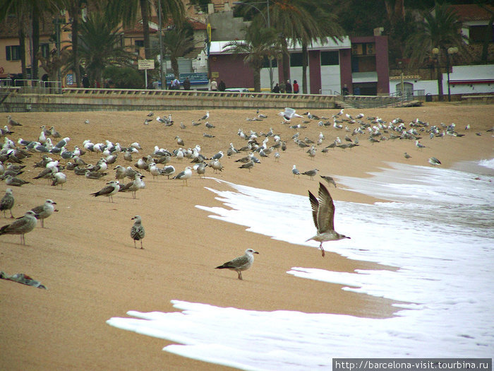 Коста Брава: просто море Коста Брава: просто море