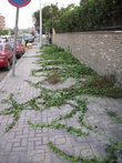 Нет, это не заросший тротуар, это обрезнные ветви, но так могут выглядеть наши улицы в фантастическом будущем, когда на планете не останется людей.
Каир, Египет