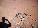 Вот так и растут в форме сердца в безжизненной пустыне Вади Рам, Иордания