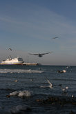 чайки и утки в порту Пирита
