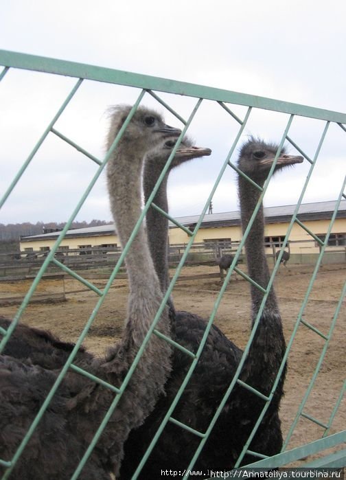 Посетителей страусы встречают у забора в надежде, что им перепадет что-нибудь вкусненькое. Москва и Московская область, Россия