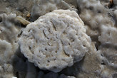 Камень, обросший солью Мертвого моря