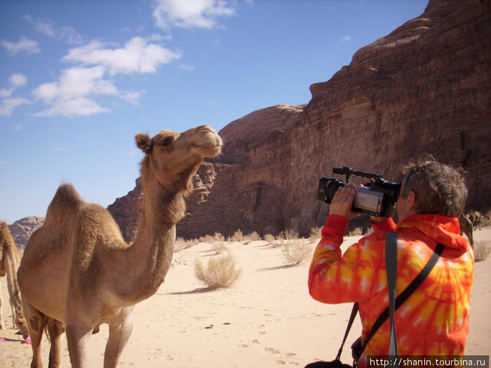 Снимаем верблюда на видео Пустыня Вади Рам, Иордания