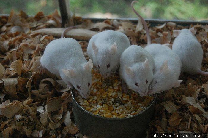 Мыши совершенно нами не интересовались, употребляя в пищу все, что находили Букараманга, Колумбия