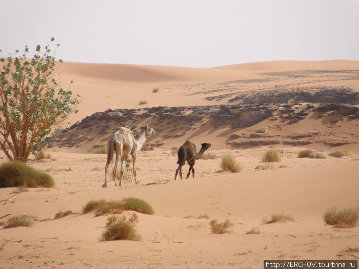 Растительная жизнь Сахары Ливия