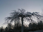 Растопыренное дерево