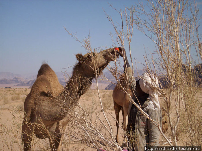 А бедуин кормит верблюдов помидорами, очень неожиданно. Пустыня Вади Рам, Иордания