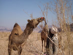 А бедуин кормит верблюдов помидорами, очень неожиданно.