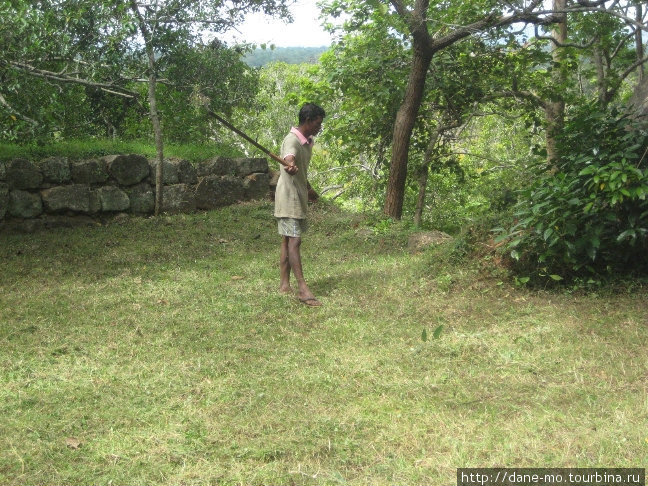 Так косят траву Сигирия, Шри-Ланка