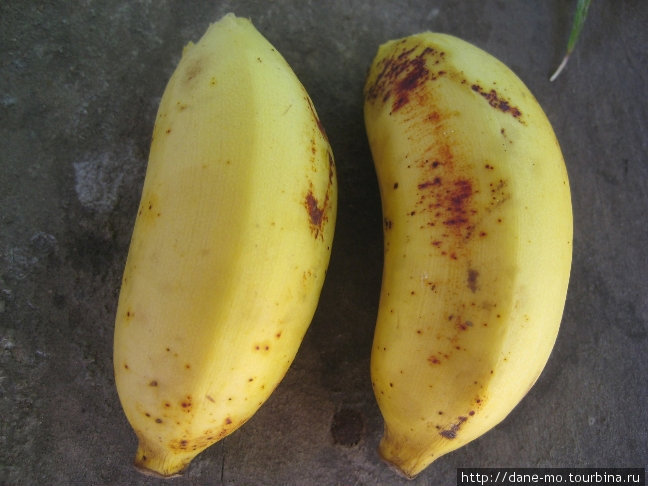 Бананы размером с зажигалку Северо-Центральная провинция, Шри-Ланка