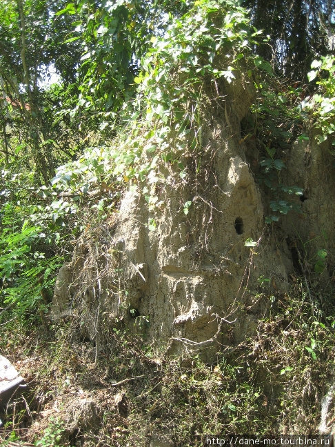Термитник Северо-Центральная провинция, Шри-Ланка