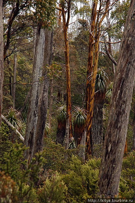 Природа Тасмании Штат Тасмания, Австралия