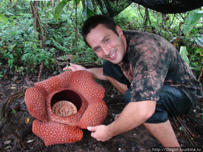 Огромный цветок- Раффлезия Малайзия