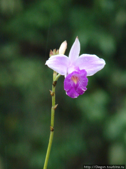 Орхидейка Малайзия