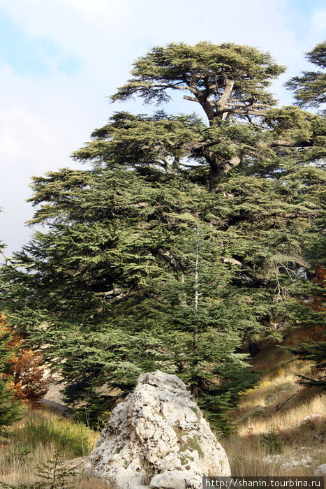 Кедр Бишари, Ливан