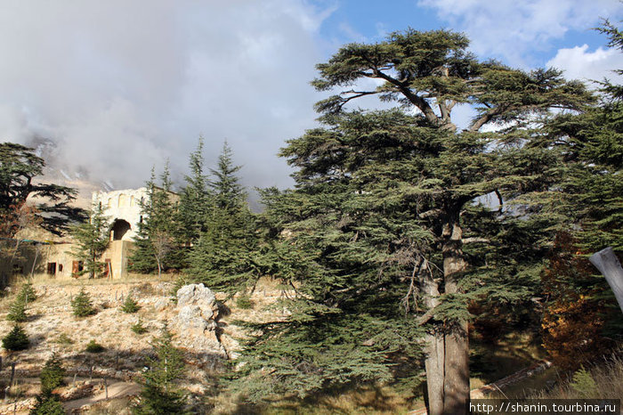 Кедры Бишари, Ливан