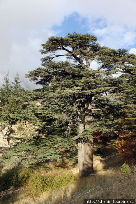 Кедр Бишари, Ливан