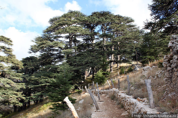 Кедры на склоне Бишари, Ливан