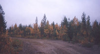 Наступает осень. Хмурую погоду компенсируют яркие лесные краски