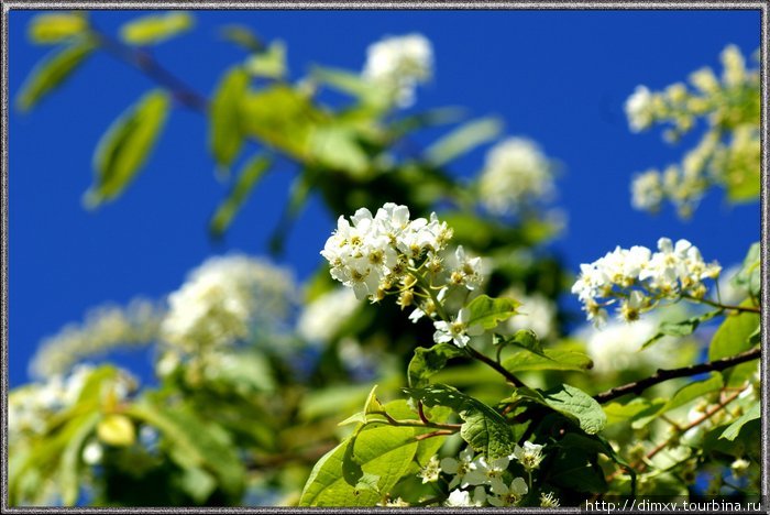 в конце мая город наполняется запахом цветущей черемухи... Ханты-Мансийск, Россия
