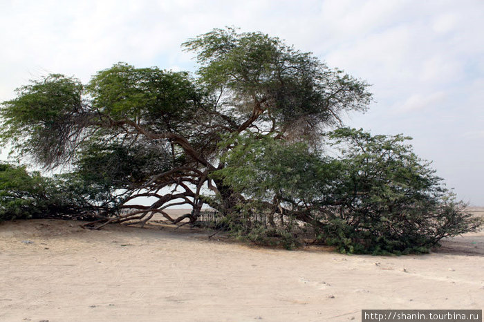 Дерево жизни — гигантская акация посреди пустыни, неизвестно откуда берущая воду Южная мухафаза, Бахрейн